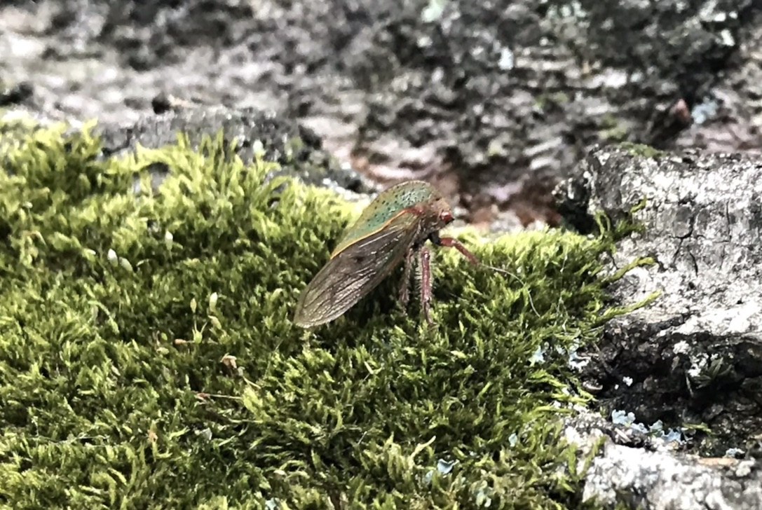 苔の上にとまるツノゼミ